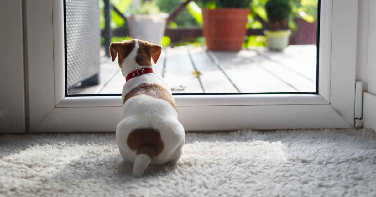Obeetee Carpets Catering to Furry Friends